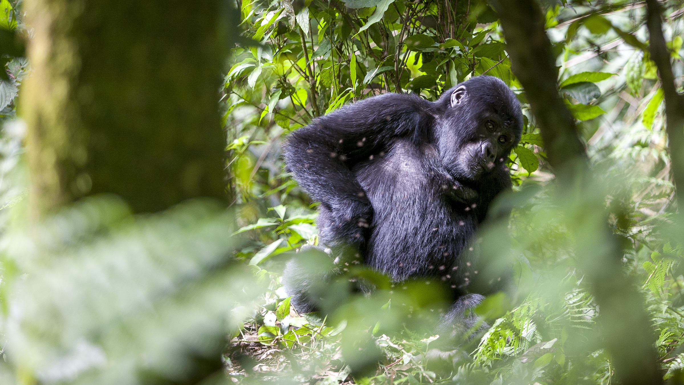 A gorilla resting among dense green foliage in East Africa.