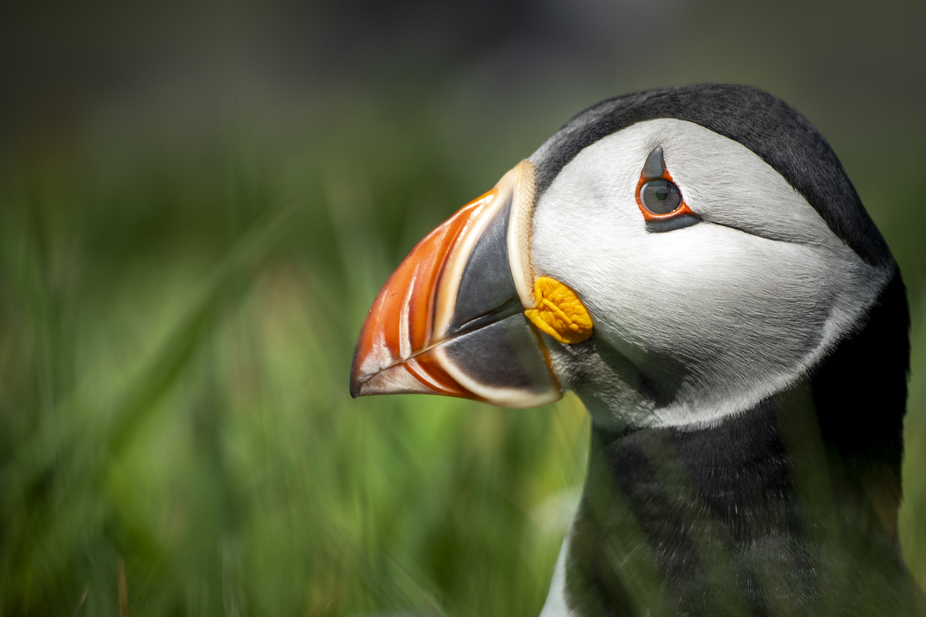 Close-up of a puffin with a colourful beak in Scotland.