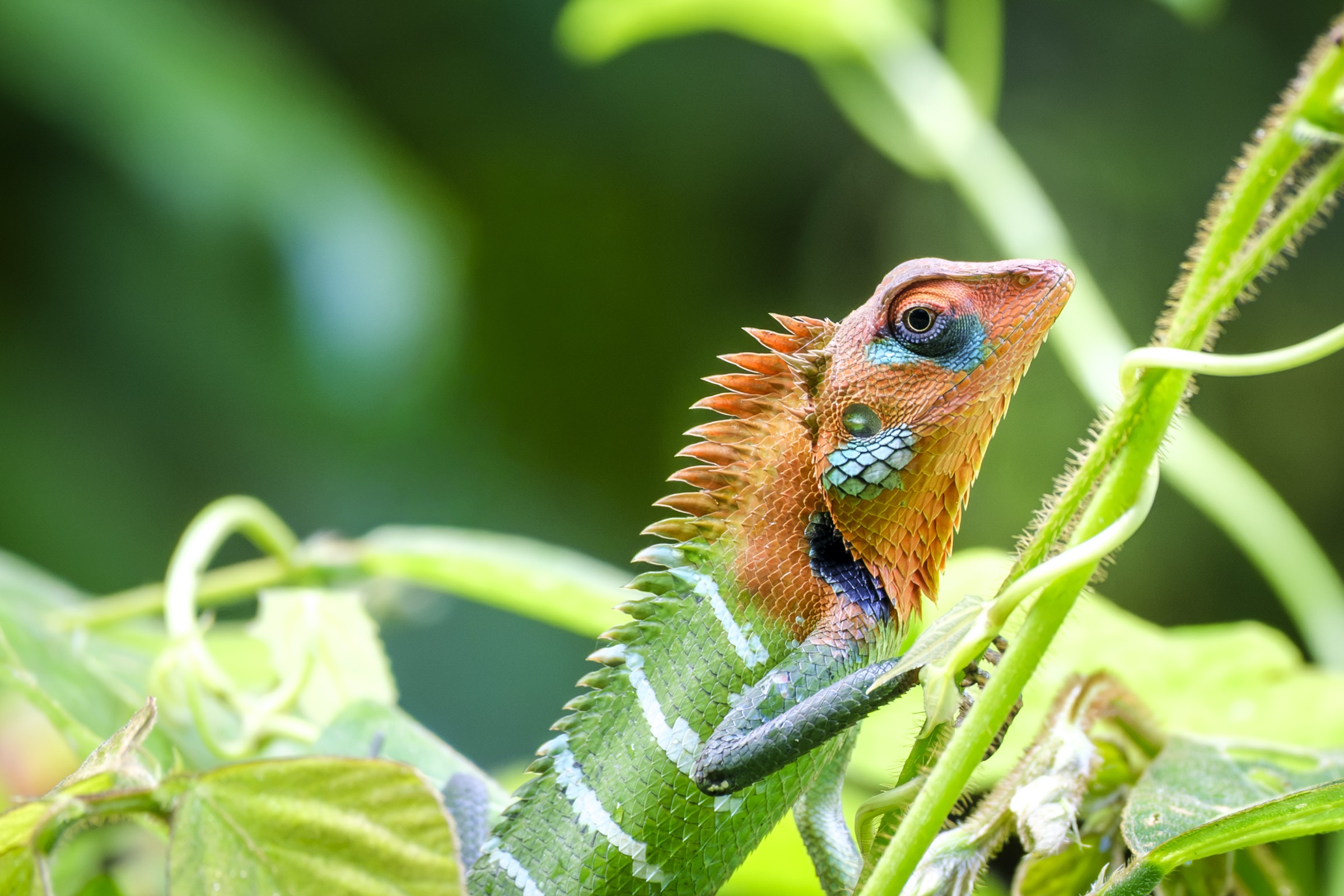 A colourful lizard perched on a branch among green leaves in Sri Lanka.