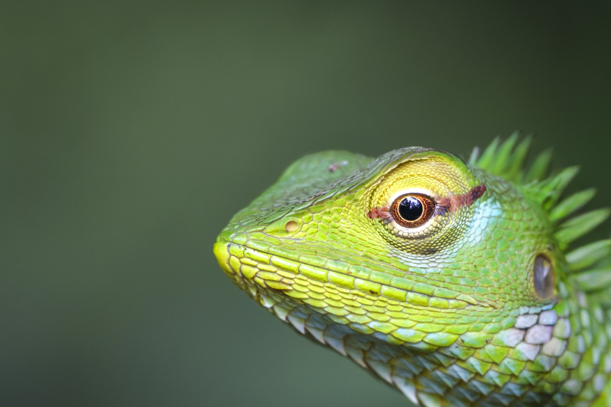 Close-up of a green lizard against a dark background in Sri Lanka.