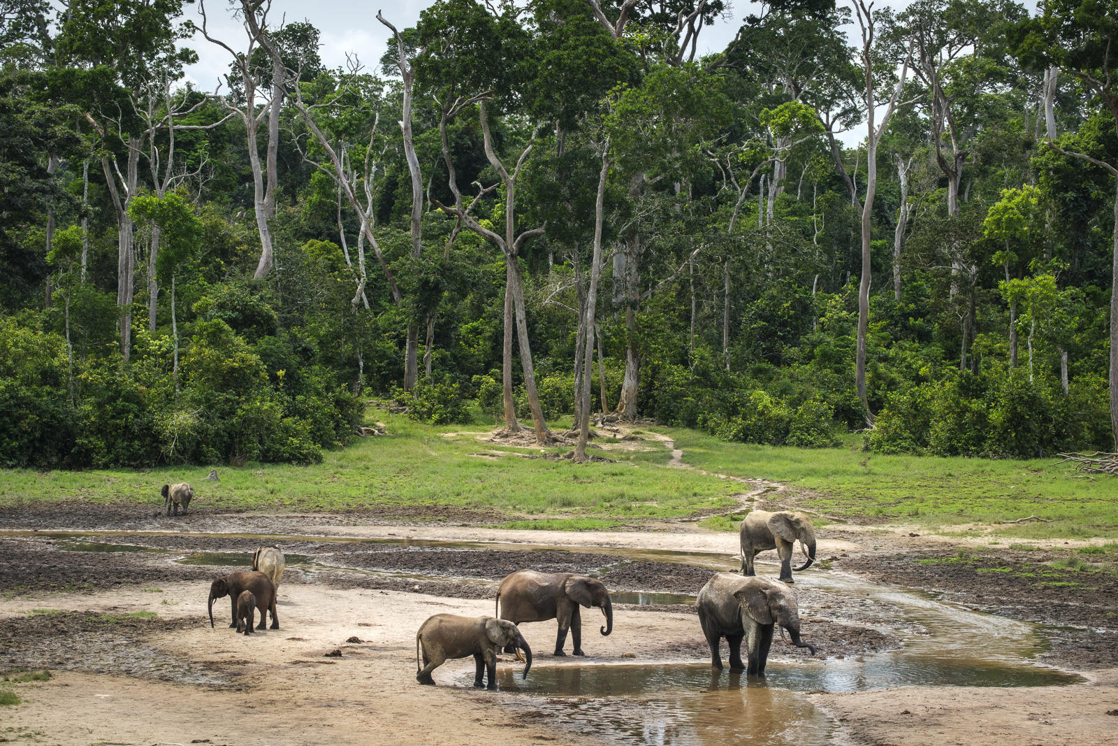 Central African Republic